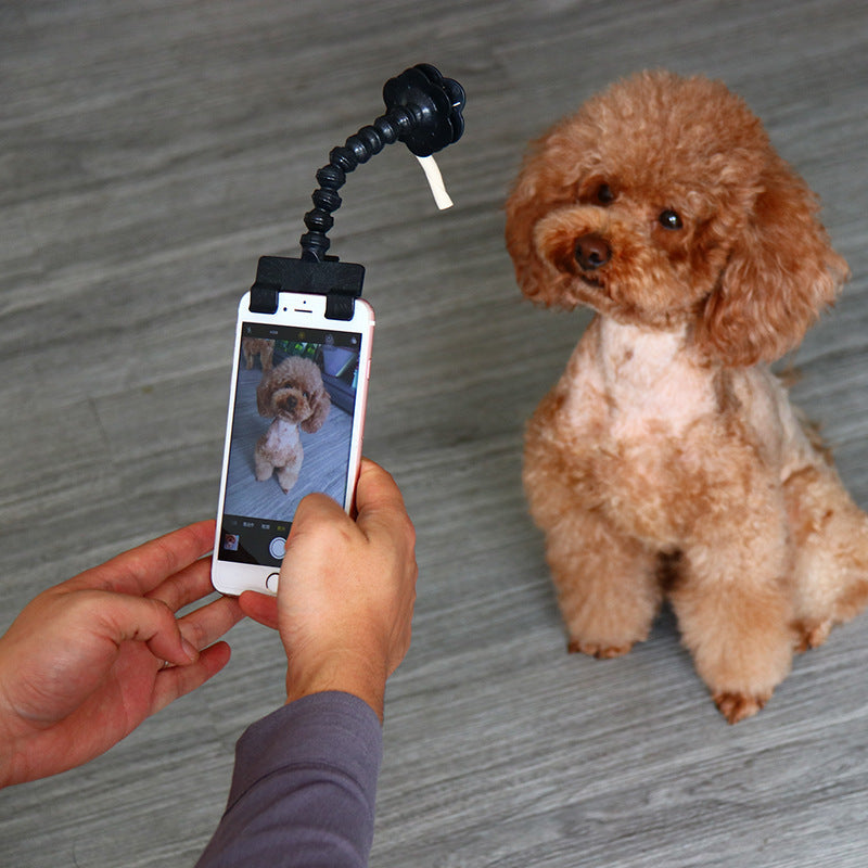 📸 PetSelfie: Captura la Mejor Sonrisa de tu Mascota
