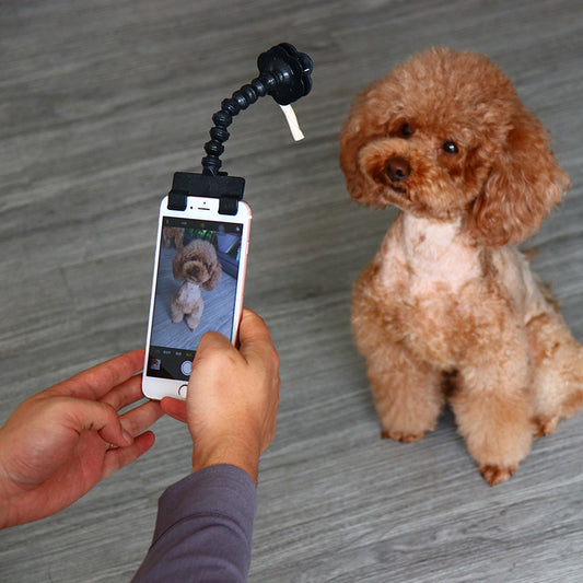 📸 PetSelfie: Captura la Mejor Sonrisa de tu Mascota